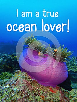 I am a true ocean lover quote design for ocean lover.