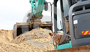 I`ve got this. Working dog looks out of an excavator on an industrial construction site