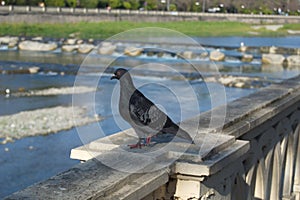 I very love pigeons!