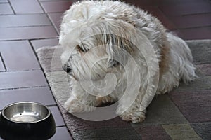 I am waiting! Little dog and empty feeding dish