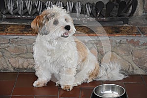 I am waiting! Little dog and empty feeding dish