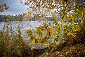 Hoist fall of leaves in autumn photo