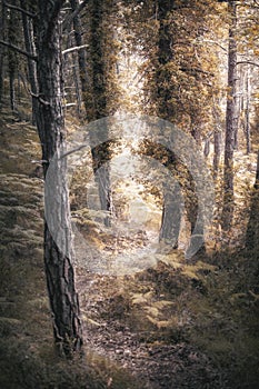 I walk through a forest.