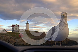 I WANT FOOD! Seagull Stares at Photograper through car windshield photo