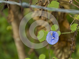 Tinny purple flower and insect photo