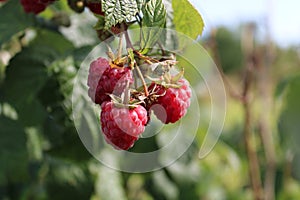 I was picking raspberries and I\'m taking them home