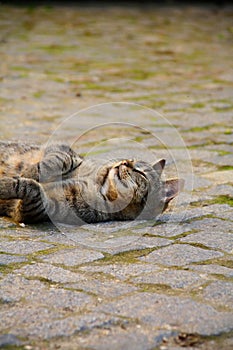 Happy cat laying on the street and smiling photo