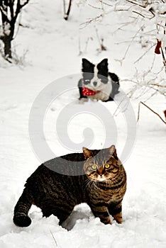 Mačky a v sneh 