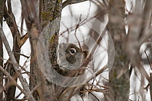 I will just stay still here in the tree and nobody can we me