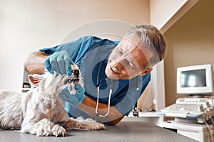 I won`t hurt you. Kind veterinar checking teeth of a small dog lying on the table in veterinary clinic. Pet care concept