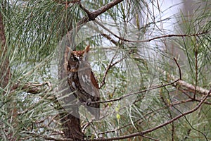 Screech Owl in a Pine photo