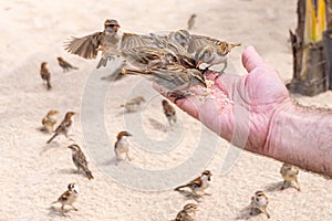 Iago sparrows Boa Vista Cape Verde