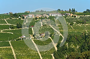 Ialian Vineyards