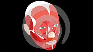Iayers of facial muscles. The structure of the muscles of the face