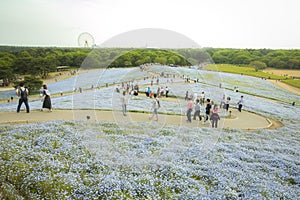 Ibaraki, Japan May 6, 2017: People walking on a track of nemophila flowers field in hitachi seaside park japan