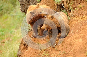 Iberian bear in Cabarceno