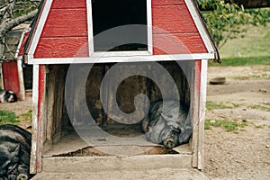 iberian black pigs sleep on the farm