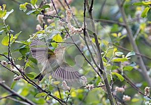 Iberian chiffchaff flying between the bushes