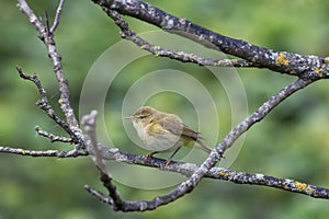 Iberian chiffchaff perched on a branch