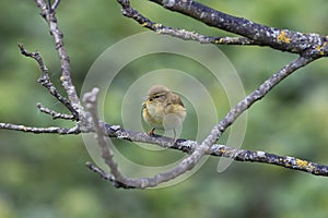 Iberian chiffchaff perched on a branch singing