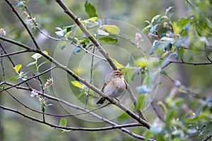 Iberian chiffchaff perched on a branch singing