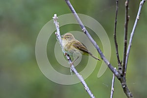 Iberian chiffchaff perched on a branch singing