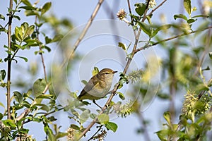 Iberian chiffchaff perched on a branch