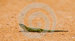 Iberian Emerald Lizard photo