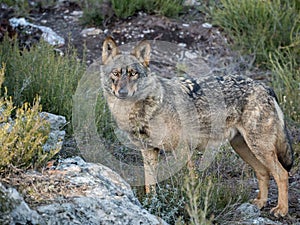 Iberian female wolf Canis lupus signatus in the forest