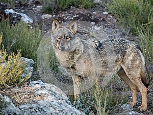 Iberian female wolf Canis lupus signatus in the forest photo