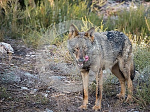 Iberian female wolf yawning and licking itself