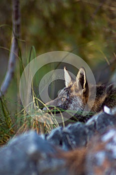 Iberian fox starving at people