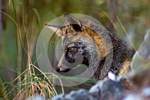 Iberian fox starving at people