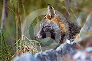 Iberian fox starving at people