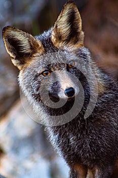 Iberian fox starving at people