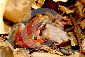 Iberian Frog photo