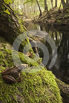 Iberian frog, leggy frog, on the riverbank, aquatic fauna