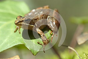 Iberian frog Rana iberica leggy frog