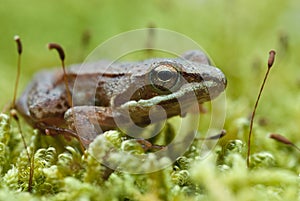 Iberian frog Rana iberica leggy frog