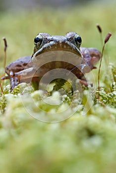 Iberian frog Rana iberica leggy frog