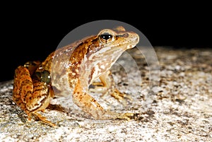 Iberian frog Rana iberica in a pond of Baixa-Limia, Orense, Spain