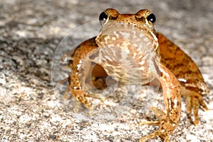 Iberian frog Rana iberica in a pond of Baixa-Limia, Orense, Spain photo