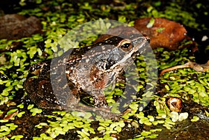 Iberian frog Rana iberica in a pond of Trives, Orense, Spain