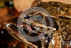 Iberian frogs Rana iberica in a pond of Trives, Orense, Spain