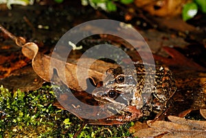 Iberian frogs Rana iberica in a pond of Trives, Orense, Spain photo