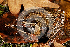 Iberian frogs Rana iberica in a pond of Trives, Orense, Spain photo