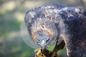 Iberian golden eagle or Aquila chrysaetos homeyeri photo