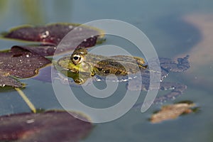 Iberian green frog Pelophylax perezi, between nenufar leaves photo
