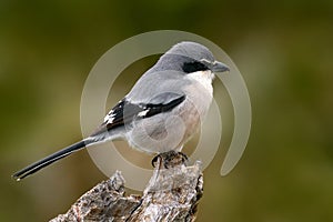 Iberian grey shrike, Lanius meridionalis, in the nature habitat, Sierra de AndÃºjar, Andalusia, Spain in Europe. Black and gry