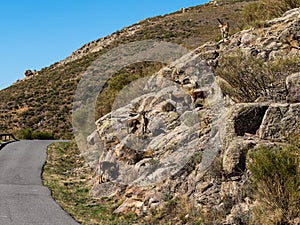 Ibérico Capricornio en montanas más cercano 